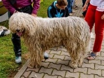 Expoziţie de frumuseţe canină