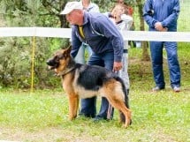 Expoziţie de frumuseţe canină