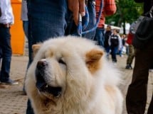 Expoziţie de frumuseţe canină