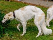 Expoziţie de frumuseţe canină