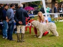 Expoziţie de frumuseţe canină