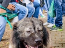 Expoziţie de frumuseţe canină