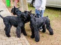 Expoziţie de frumuseţe canină