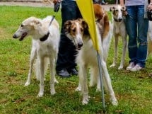 Expoziţie de frumuseţe canină