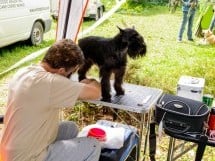 Expoziţie de frumuseţe canină