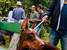 Expoziţie de frumuseţe canină