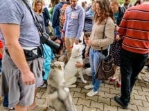 Expoziţie de frumuseţe canină