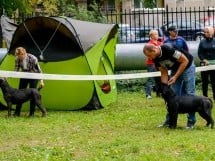 Expoziţie de frumuseţe canină