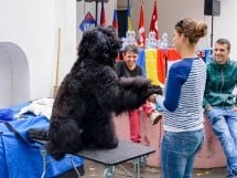 Expoziţie de frumuseţe canină