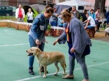 Expoziţie de frumuseţe canină