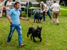 Expoziţie de frumuseţe canină