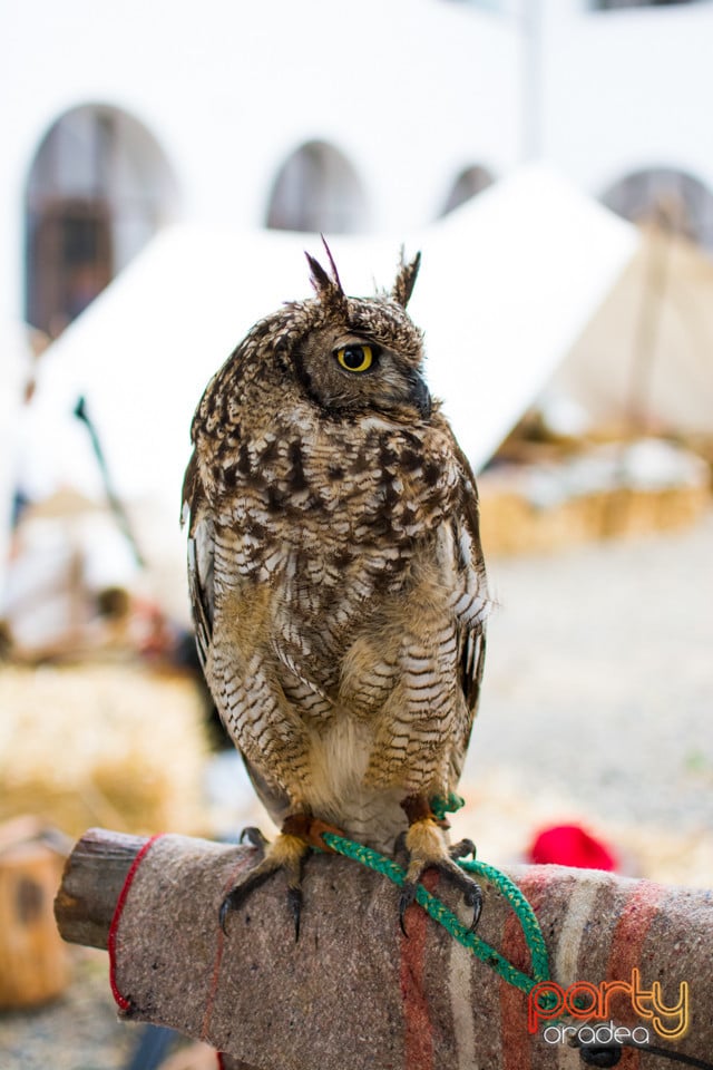 Festivalul Medieval al Cetății Oradea, Cetatea Oradea