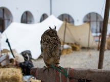 Festivalul Medieval al Cetății Oradea