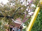 Festivalul vinului şi Târgul pălincarilor