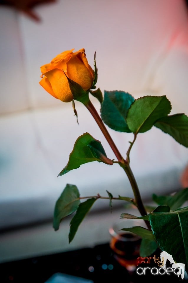 Muzica live Alex de la Oradea, 