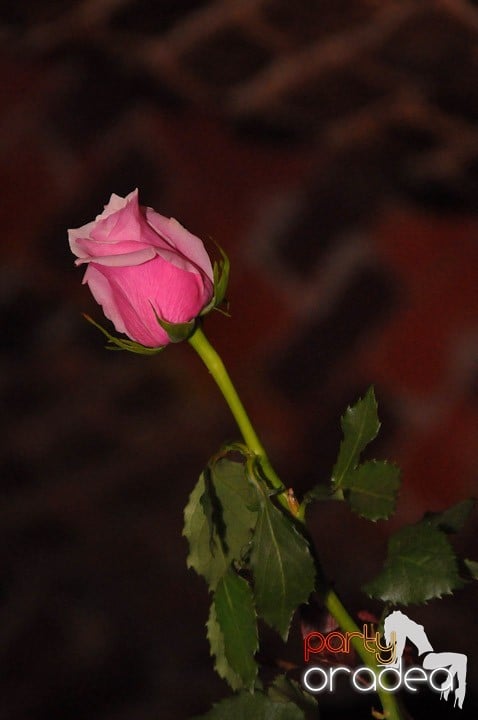 Petrecea de miercuri seara în Club Escape, 