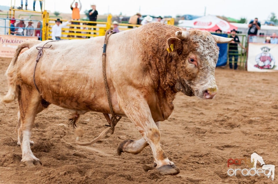 Campionat European de Rodeo, Băile Felix