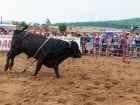 Campionat European de Rodeo