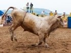 Campionat European de Rodeo