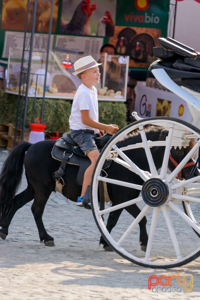 Sărbătoarea Recoltei, Cetatea Oradea