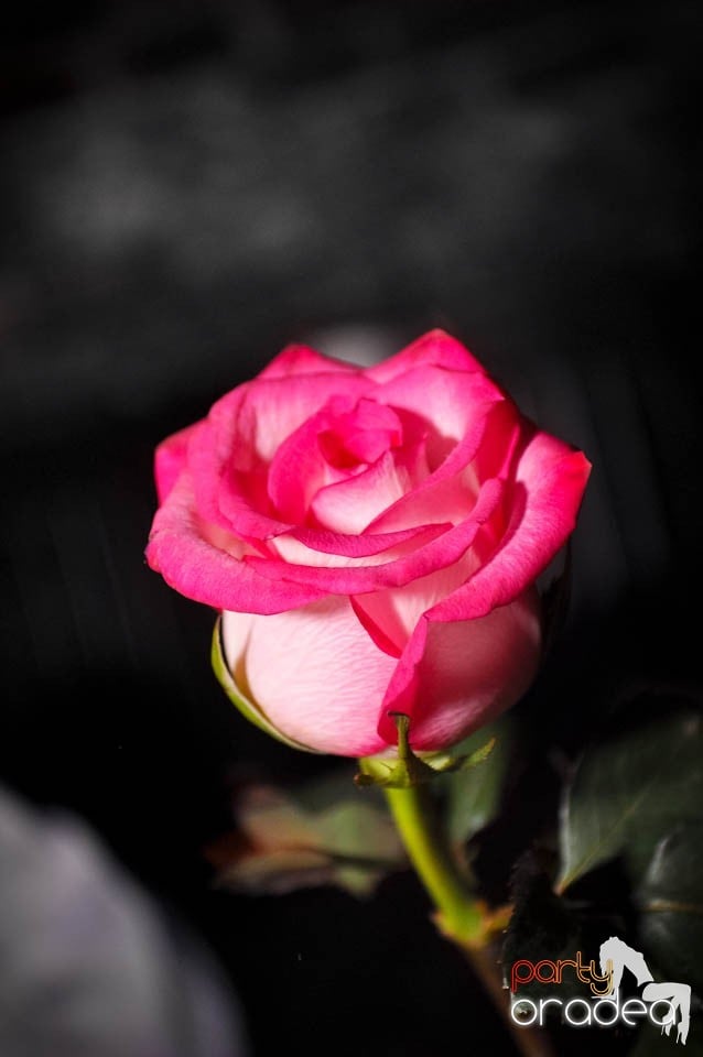 Student Party în Escape, 