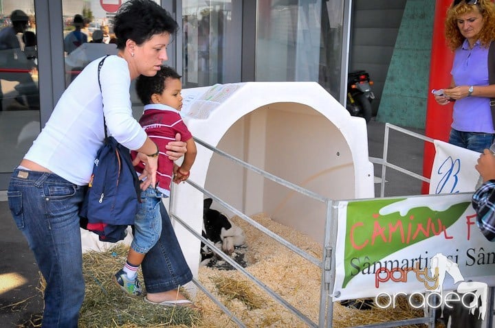 Târg de şcoală şi festival de şah, Era Shopping Park