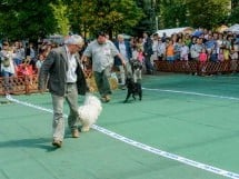 Expoziţie canină