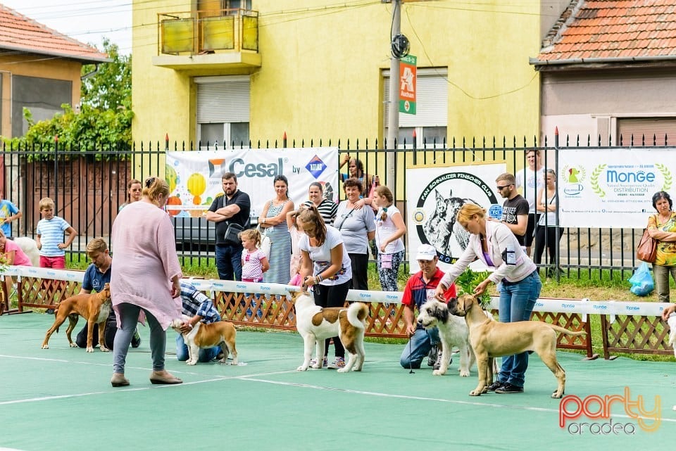 Expoziţie de frumuesţe canină, Oradea