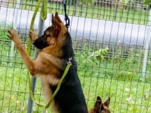 Expoziţie de frumuseţe canină