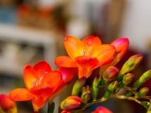 Floraria Peonia